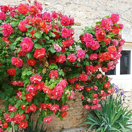 Les Iris - 2 D'hotes Et 2 Salles De Bain - 4 Personnes Bed & Breakfast Avanton